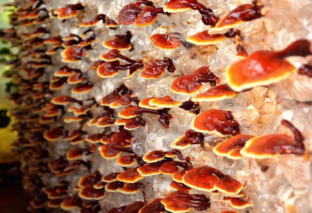 huby reishi